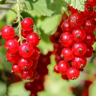 You Garden Redcurrant 'jonkheer Van Tets' In 2L Pot - image 1