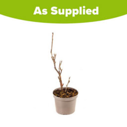 You Garden Redcurrant 'jonkheer Van Tets' In 2L Pot - thumbnail 3