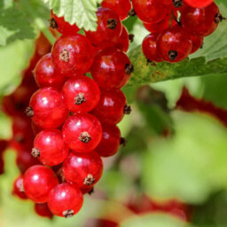 You Garden Redcurrant 'jonkheer Van Tets' In 2L Pot - thumbnail 2