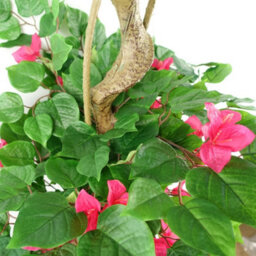 Leaf 150Cm Japanese Artificial Silk Bougainvillea Tree - thumbnail 4