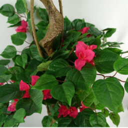 Leaf 150Cm Japanese Artificial Silk Bougainvillea Tree - thumbnail 3