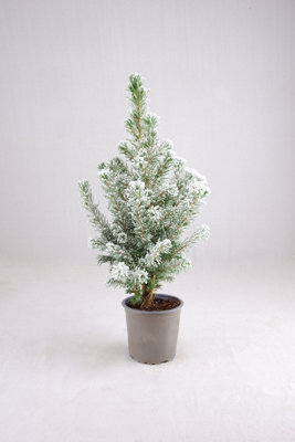 Carbeth Plants Picea Glauca Conica Christmas Tree With Snow In 9Cm Pot - Real Pot Grown Mini Xmas Tree - image 1