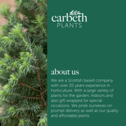 Carbeth Plants Picea Glauca Conica Christmas Tree With Snow In 9Cm Pot - Real Pot Grown Mini Xmas Tree - thumbnail 5