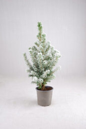 Carbeth Plants Picea Glauca Conica Christmas Tree With Snow In 9Cm Pot - Real Pot Grown Mini Xmas Tree - thumbnail 1