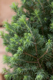 Carbeth Plants Picea Glauca Conica Christmas Tree With Snow In 9Cm Pot - Real Pot Grown Mini Xmas Tree - thumbnail 2