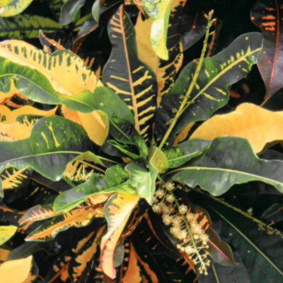 Gardeners Dream Codiaeum 'sunny Star' Plant - Bright Leaf Variegations, Ideal For Home Or Office, Easy To Maintain (30-40Cm) - image 1
