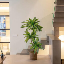 Artificial Plant Dracaena, Maia Shop For Home And Office Decoration, 170Cm - thumbnail 2