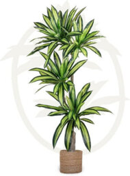 Artificial Plant Dracaena, Maia Shop For Home And Office Decoration, 170Cm - thumbnail 1