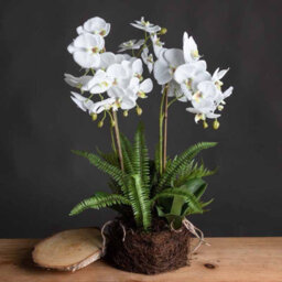 Hill Interiors Large White Orchid And Fern Garden In Rootball - thumbnail 4