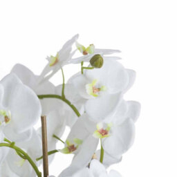 Hill Interiors Large White Orchid And Fern Garden In Rootball - thumbnail 3