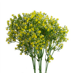 Leaf Pack Of 6 X 55Cm Gypsophila Yellow Stem - thumbnail 1