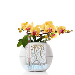 (Dia) 12Cm Small Plant Pot, Sand Brown Plastic Self-Watering Planter With Water Level Indicator Lechuza Puro Color W20 H16 Cm - thumbnail 6