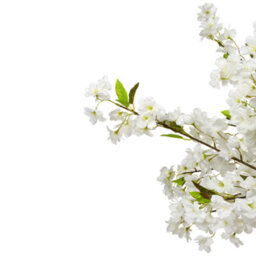 Wyld And Coco 180Cm White Artificial Cherry Blossom Tree Indoor Decor, Ready To Display - thumbnail 3