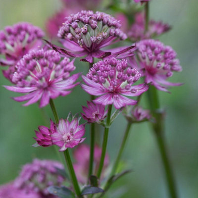 Thompson & Morgan Astrantia Major Star Of Beauty 9Cm Potted Plant - Pack Of 3 - Hardy Perennial - Outdoor Garden - image 1