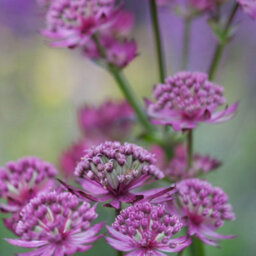 Thompson & Morgan Astrantia Major Star Of Beauty 9Cm Potted Plant - Pack Of 3 - Hardy Perennial - Outdoor Garden - thumbnail 3