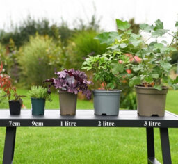 Thompson & Morgan Astrantia Major Star Of Beauty 9Cm Potted Plant - Pack Of 3 - Hardy Perennial - Outdoor Garden - thumbnail 4