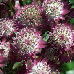 Thompson & Morgan Astrantia Major Star Of Beauty 9Cm Potted Plant - Pack Of 3 - Hardy Perennial - Outdoor Garden - thumbnail 2