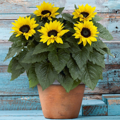Gardeners Dream Sunflower Outdoor Plant - Bright Yellow Flowers, Outdoor Flowering Annual In 13Cm Pot (20-30Cm Height Including Pot)
