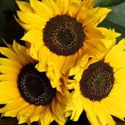 Gardeners Dream Sunflower Outdoor Plant - Bright Yellow Flowers, Outdoor Flowering Annual In 13Cm Pot (20-30Cm Height Including Pot) - thumbnail 3