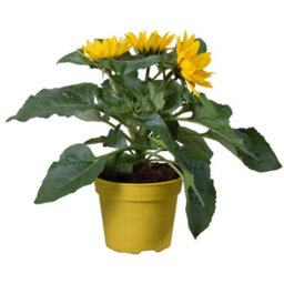 Gardeners Dream Sunflower Outdoor Plant - Bright Yellow Flowers, Outdoor Flowering Annual In 13Cm Pot (20-30Cm Height Including Pot) - thumbnail 2