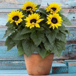 Gardeners Dream Sunflower Outdoor Plant - Bright Yellow Flowers, Outdoor Flowering Annual In 13Cm Pot (20-30Cm Height Including Pot)