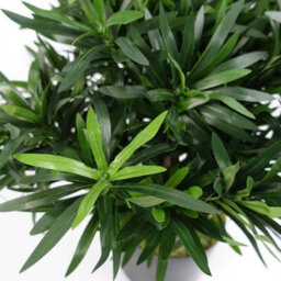 Leaf Realistic Artificial Bush Plant 40Cm Podocarpus - Realistic Plant By Botanik - thumbnail 2