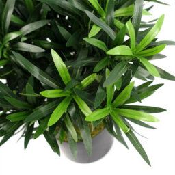 Leaf Realistic Artificial Bush Plant 40Cm Podocarpus - Realistic Plant By Botanik - thumbnail 3
