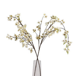 White                  Japanese                  Blossom - thumbnail 5