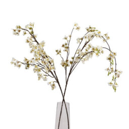 White                  Japanese                  Blossom - thumbnail 6