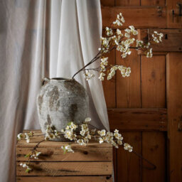 White                  Japanese                  Blossom - thumbnail 3