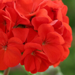 Gardeners Dream Geranium Horizon Scarlet Colourful Quality Flowering Bedding Plants 6 Pack - thumbnail 4