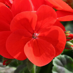 Gardeners Dream Geranium Horizon Scarlet Colourful Quality Flowering Bedding Plants 6 Pack - thumbnail 3