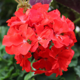 Gardeners Dream Geranium Horizon Scarlet Colourful Quality Flowering Bedding Plants 6 Pack - thumbnail 1