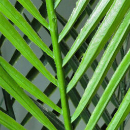 4.5Ft Artificial Palm Tree 135Cm With 20 Leaves & Black Pot - thumbnail 6