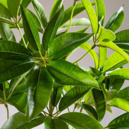 Scottish Everlastings Ltd. Scottish Everlastings Artificial 60Cm Real Touch Schefflera / Umbrella Plant In White Pot - thumbnail 2