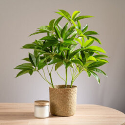 Scottish Everlastings Ltd. Scottish Everlastings Artificial 60Cm Real Touch Schefflera / Umbrella Plant In White Pot - thumbnail 4