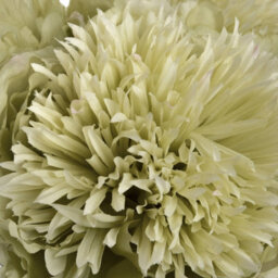 Wyld Haus Set Of 3 Green Artificial Peony Stems, Premium Silk-Look Faux Flowers, 430mm - thumbnail 7