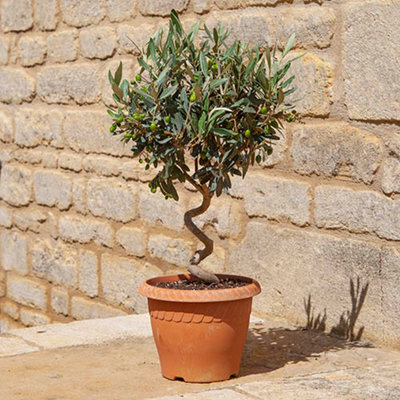 Yougarden Patio Spiral Stem Olive Trees, Pair Of Established 80Cm Tall Plants Supplied In Terracotta-Style Decorative Pots, Ready - image 1
