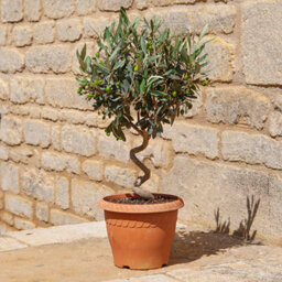 Yougarden Patio Spiral Stem Olive Trees, Pair Of Established 80Cm Tall Plants Supplied In Terracotta-Style Decorative Pots, Ready - thumbnail 1