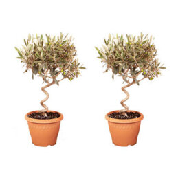 Yougarden Patio Spiral Stem Olive Trees, Pair Of Established 80Cm Tall Plants Supplied In Terracotta-Style Decorative Pots, Ready - thumbnail 4