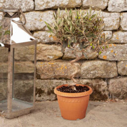 Yougarden Patio Spiral Stem Olive Trees, Pair Of Established 80Cm Tall Plants Supplied In Terracotta-Style Decorative Pots, Ready - thumbnail 2