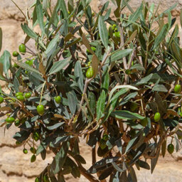 Yougarden Patio Spiral Stem Olive Trees, Pair Of Established 80Cm Tall Plants Supplied In Terracotta-Style Decorative Pots, Ready - thumbnail 3