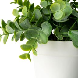 Candlelight White & Green 17Cm Eucalyptus Artificial Plant In White Plastic Pot - thumbnail 2