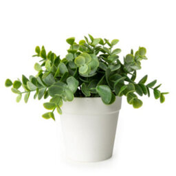 Candlelight White & Green 17Cm Eucalyptus Artificial Plant In White Plastic Pot - thumbnail 1