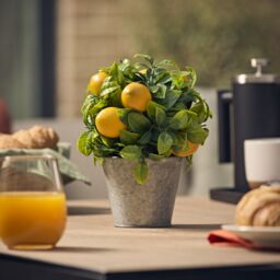 Candlelight Green & Yellow 23.5Cm Lemon Pot With Artificial Plant In Silver Tin Pot - thumbnail 2