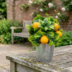 Candlelight Green & Yellow 23.5Cm Lemon Pot With Artificial Plant In Silver Tin Pot - thumbnail 3