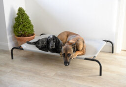 VegTrug Coolaroo Raised Dog Bed- Pet Bed - Large - Grey - thumbnail 5