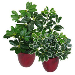 Leaf 55Cm Variegated Plant Artificial Arboricola - thumbnail 2