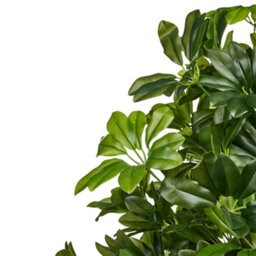 Wyld And Coco 175Cm Lifelike Potted Umbrella Tree Artificial Plant, Indoor Greenery, No Assembly - thumbnail 3