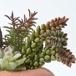 Homescapes Artificial Green Handcrafted Succulent Arrangement In Decorative Round Terracotta Pot, 15 Cm - thumbnail 5